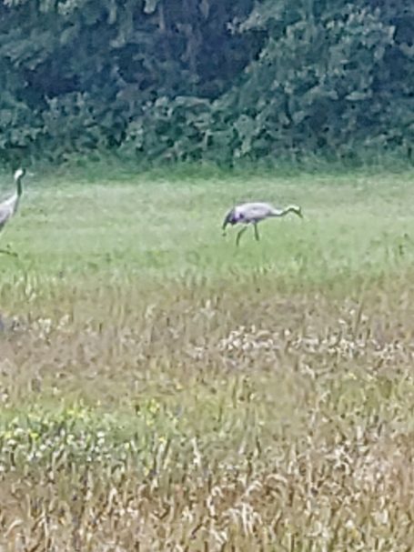 Kraanvogels in de wei