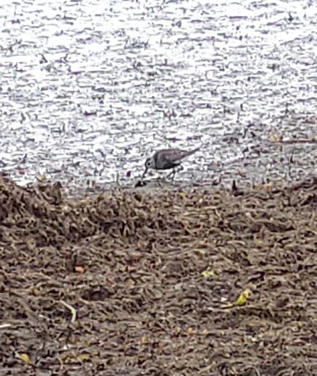 drieteen strandloper